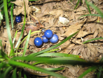 Convallaria japonica L. Erba con bacche